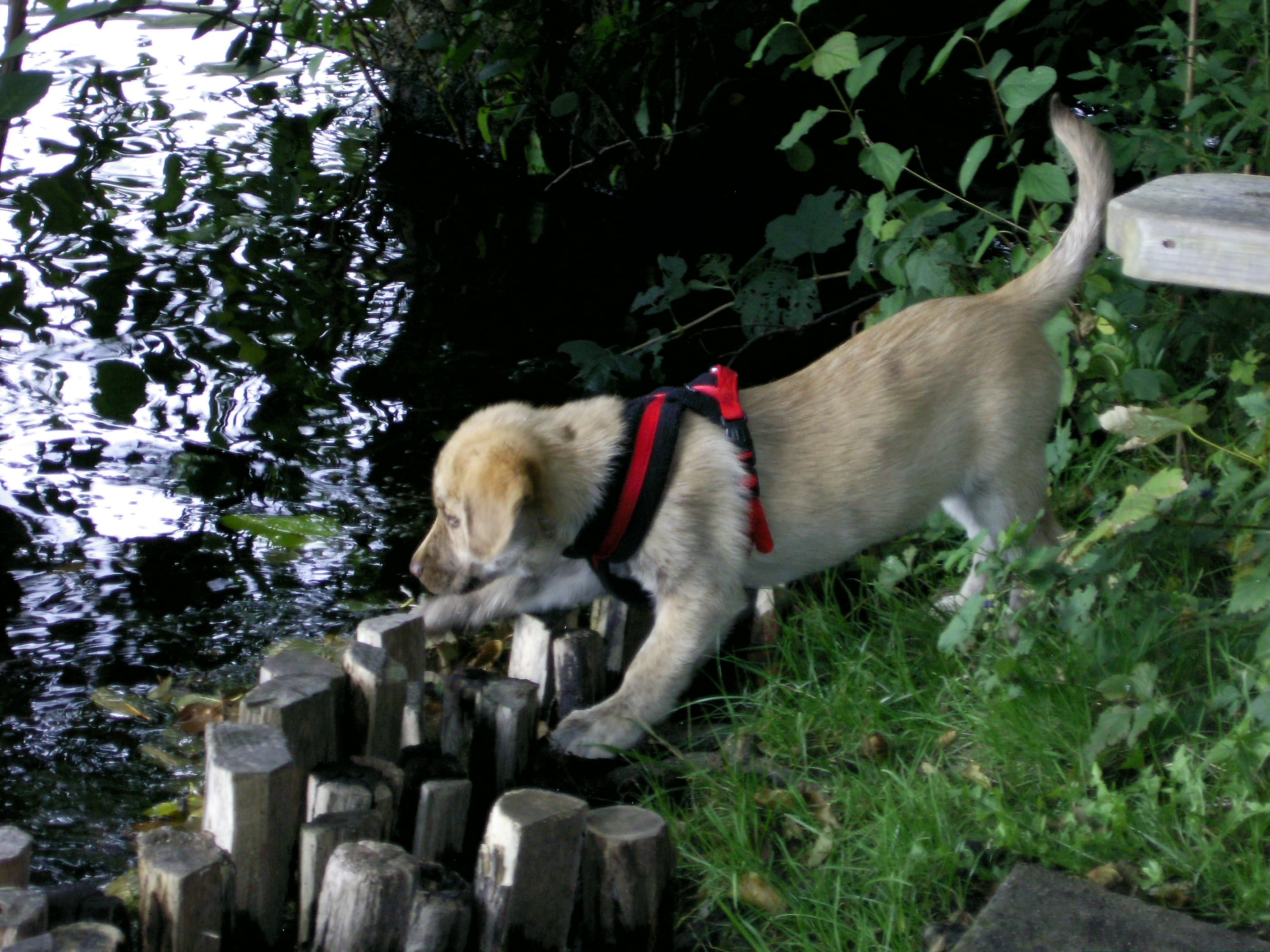 Samira (Deutsche Dogge, Deutscher Schäferhund, Labrador, Rhodesian Ridgeback) Deutsche Dogge Deutscher Schäferhund Labrador Rhodesian Ridgeback 