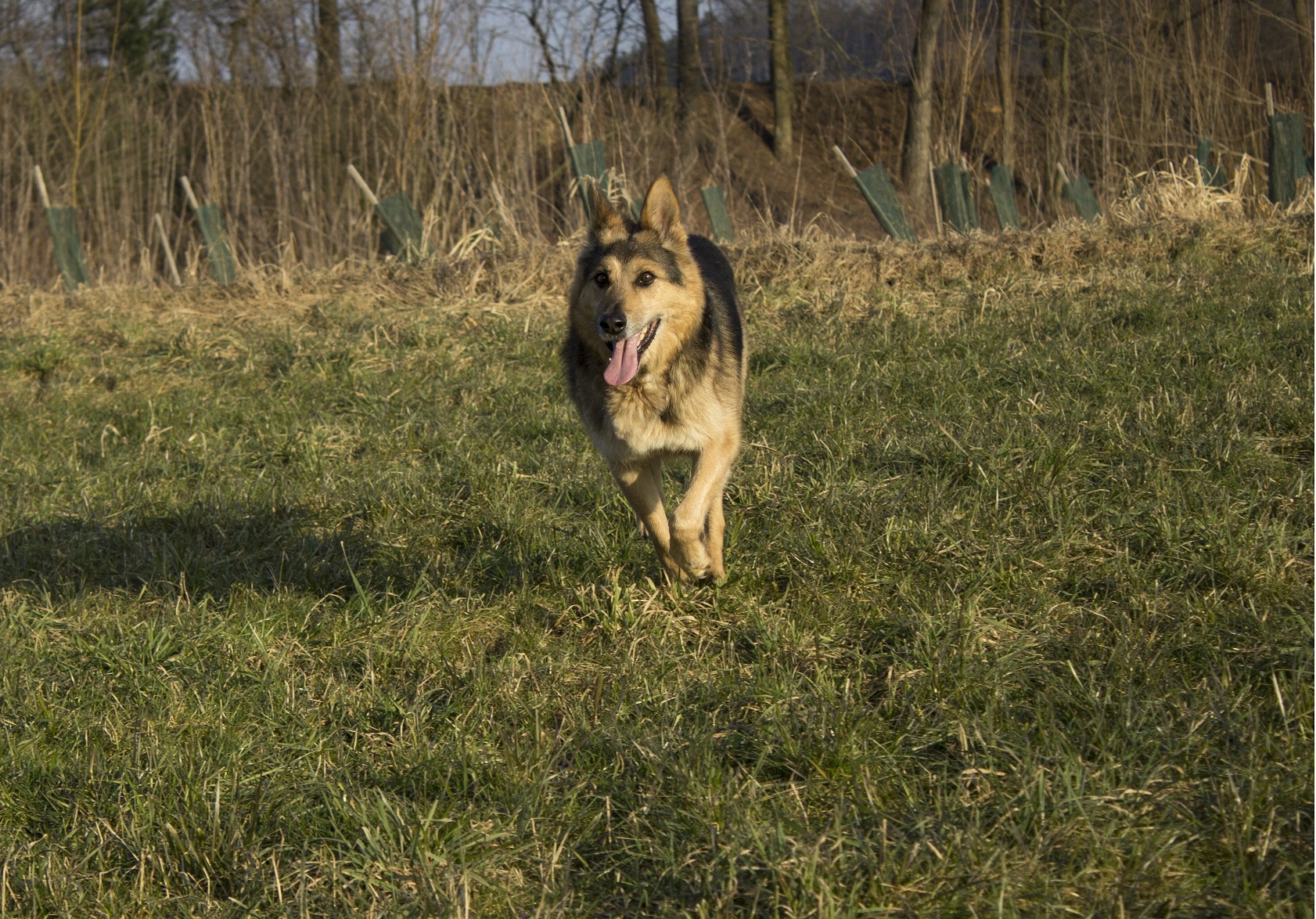 Willi (Deutscher Schäferhund, Siberian Husky) Deutscher Schäferhund Siberian Husky 