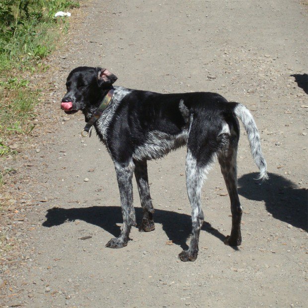 Wotan (Münsterländer, Labrador) Labrador Münsterländer 