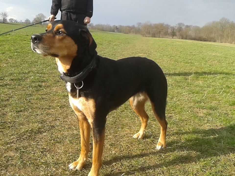 Miri (Beagle, Rottweiler) Beagle Rottweiler 