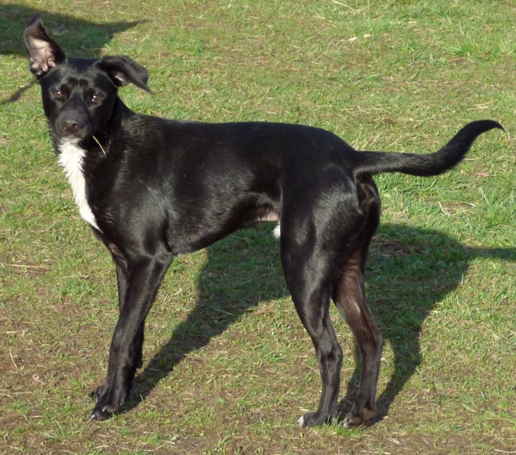 Sydney (Ratonero Mallorquín, Whippet) Ratonero Mallorquín Whippet 