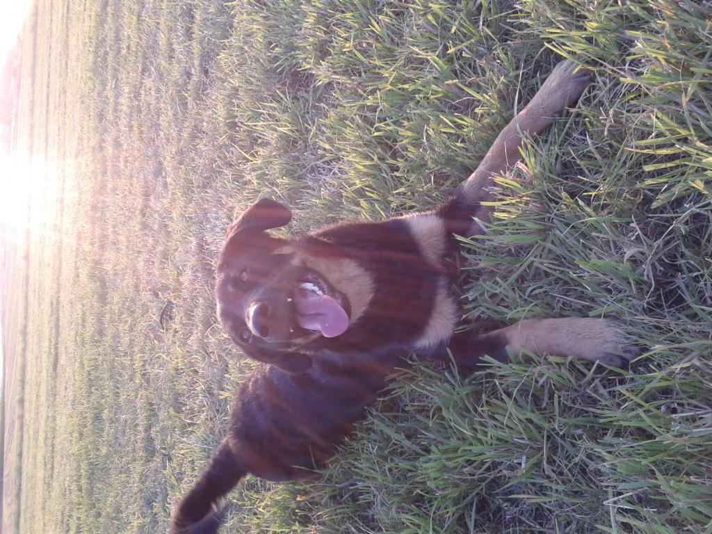 Amber (Berner Sennenhund, Labrador) Berner Sennenhund Labrador 