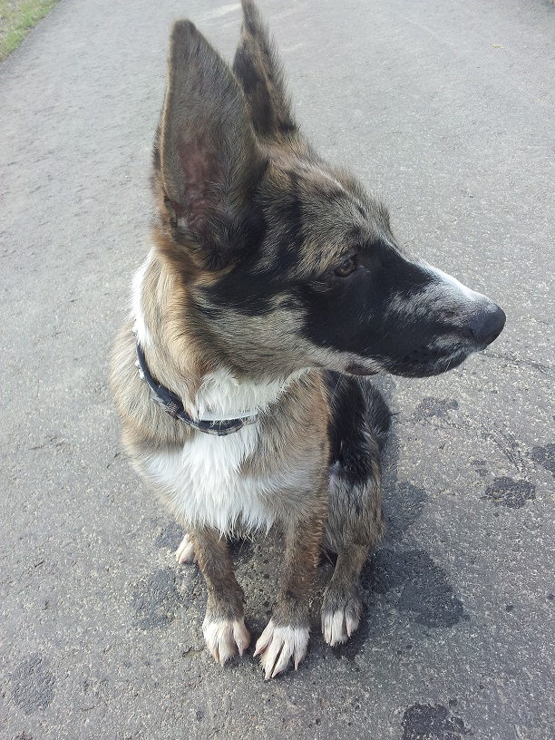 Soul (Australian Shepherd, Deutscher Schäferhund, Kangal,) Australian Shepherd Deutscher Schäferhund Kangal 