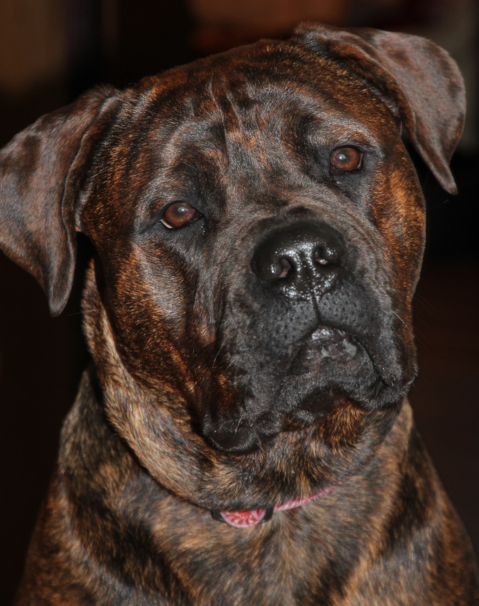 bullmastiff or rottweiler amykind bullmastiff rottweiler mischling mix bullmastiff or rottweiler amykind bullmastiff rottweiler mischling mix