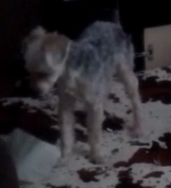 Basti (Italienisches Windspiel, Pudel, Yorkshire Terrier) Italienisches Windspiel Pudel Yorkshire Terrier 
