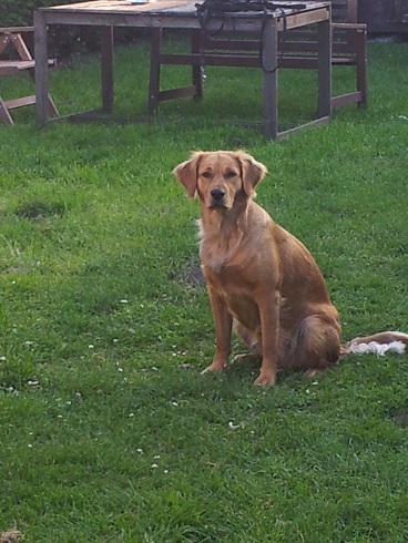 Lucy (Golden Retriever, Irish Setter, Labrador) Golden Retriever Irish Setter Labrador 