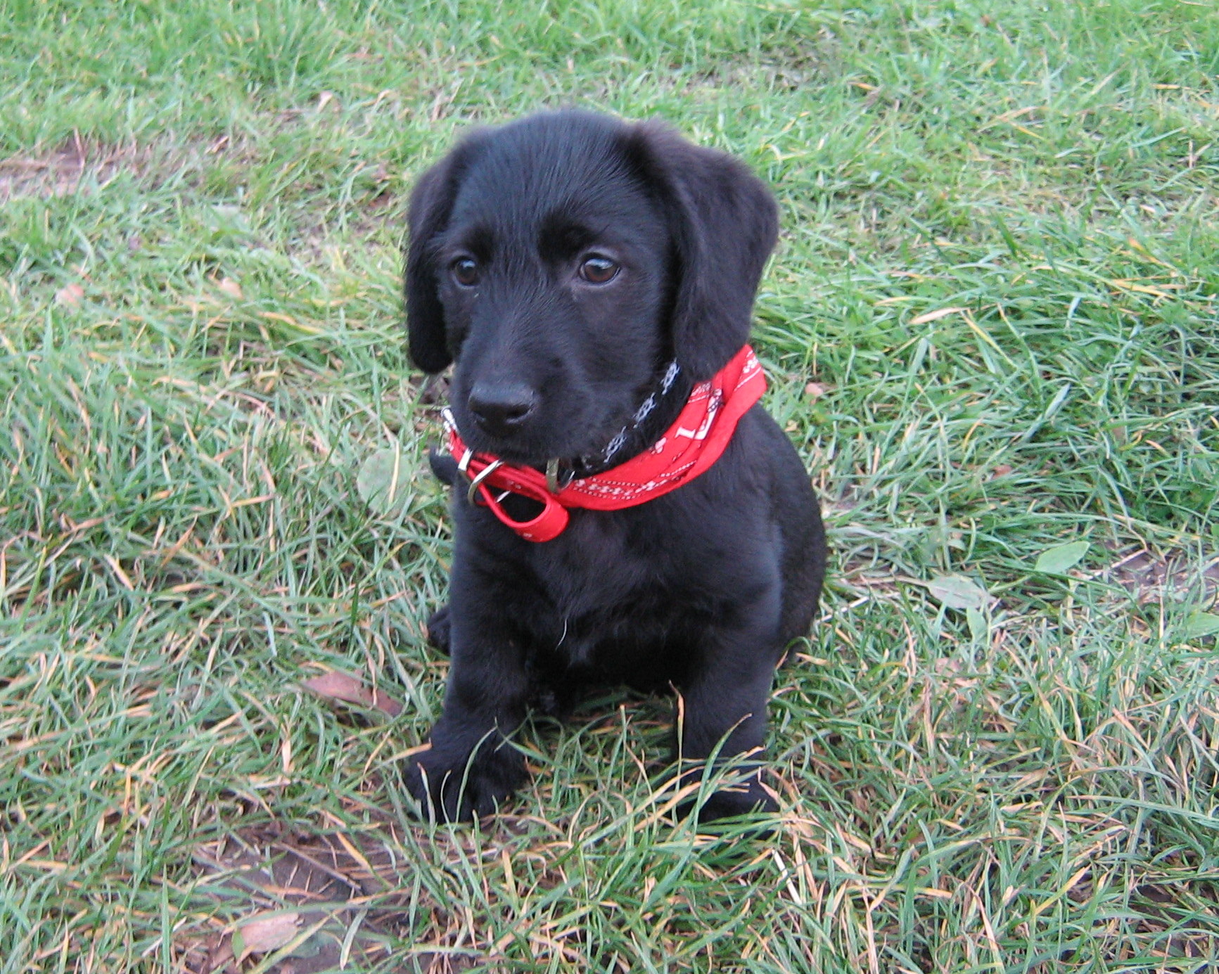 Leila (Labrador, Unbekannt) Labrador Unbekannt 