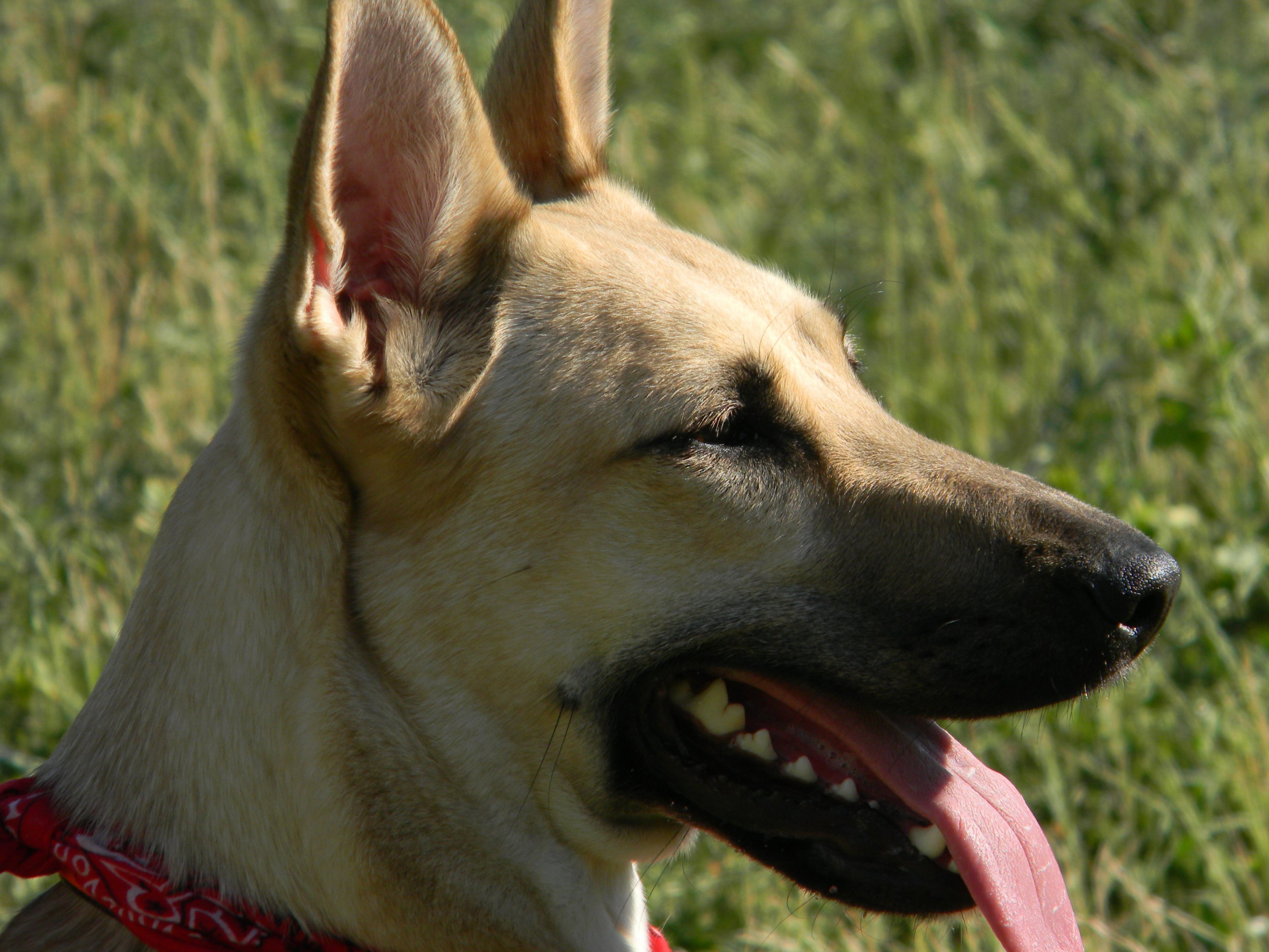 Lori (Deutscher Schäferhund, Unbekannt) Deutscher Schäferhund Unbekannt 