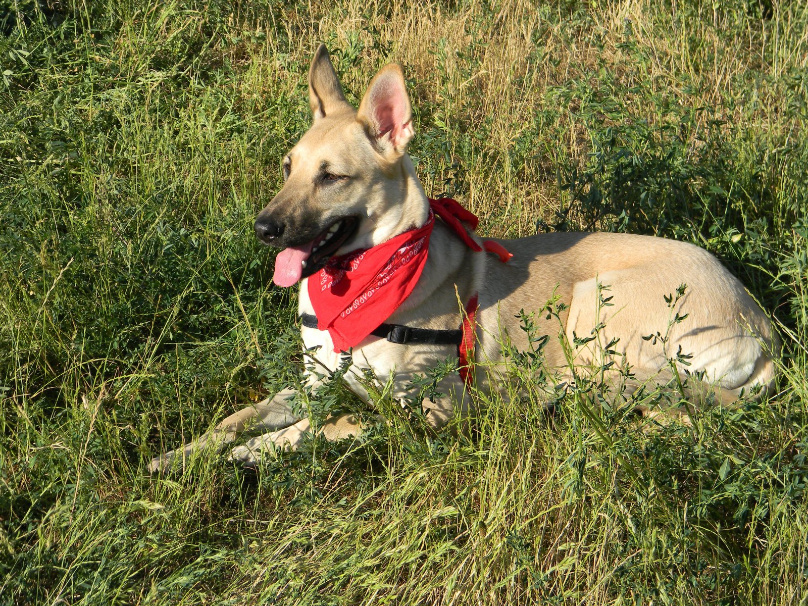 Lori (Deutscher Schäferhund, Unbekannt) Deutscher Schäferhund Unbekannt 