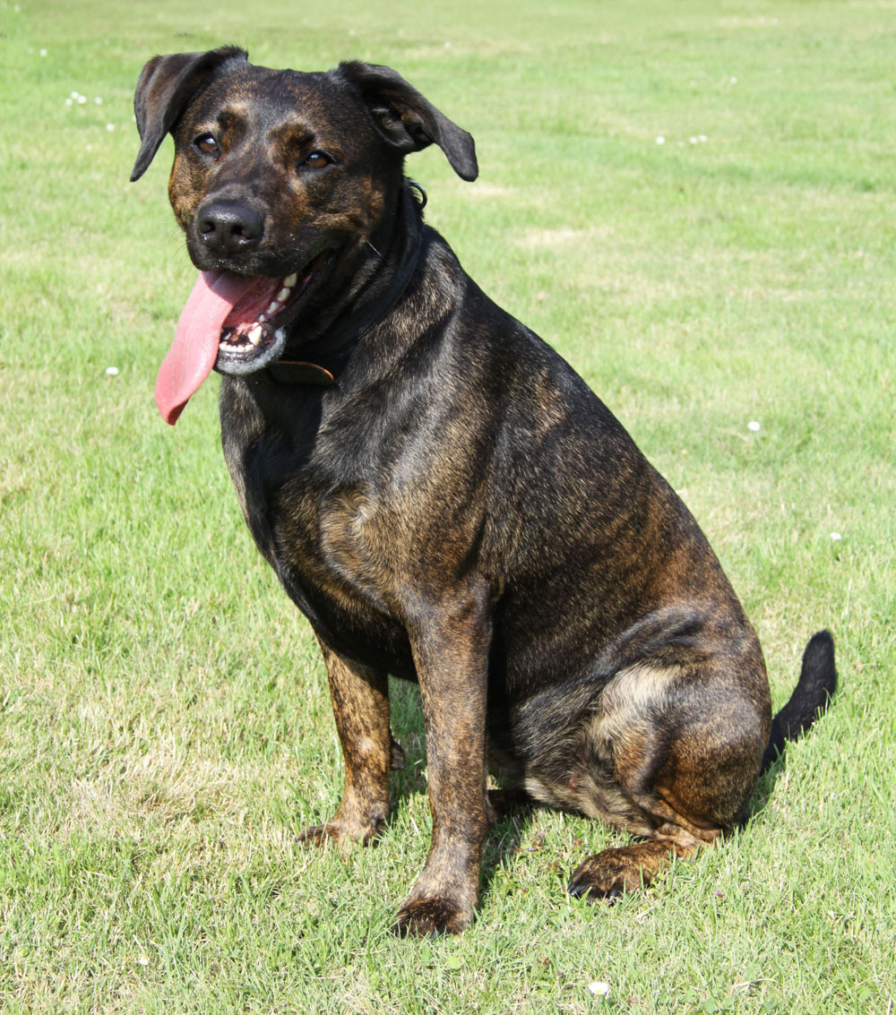 Lady (Labrador, Staffordshire Terrier) Labrador Staffordshire Terrier 