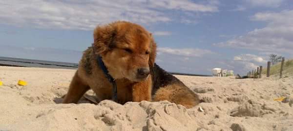 Odin (Chow Chow, Deutscher Schäferhund) Chow Chow Deutscher Schäferhund 