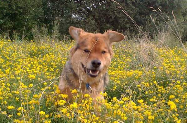 Odin (Chow Chow, Deutscher Schäferhund) Chow Chow Deutscher Schäferhund 