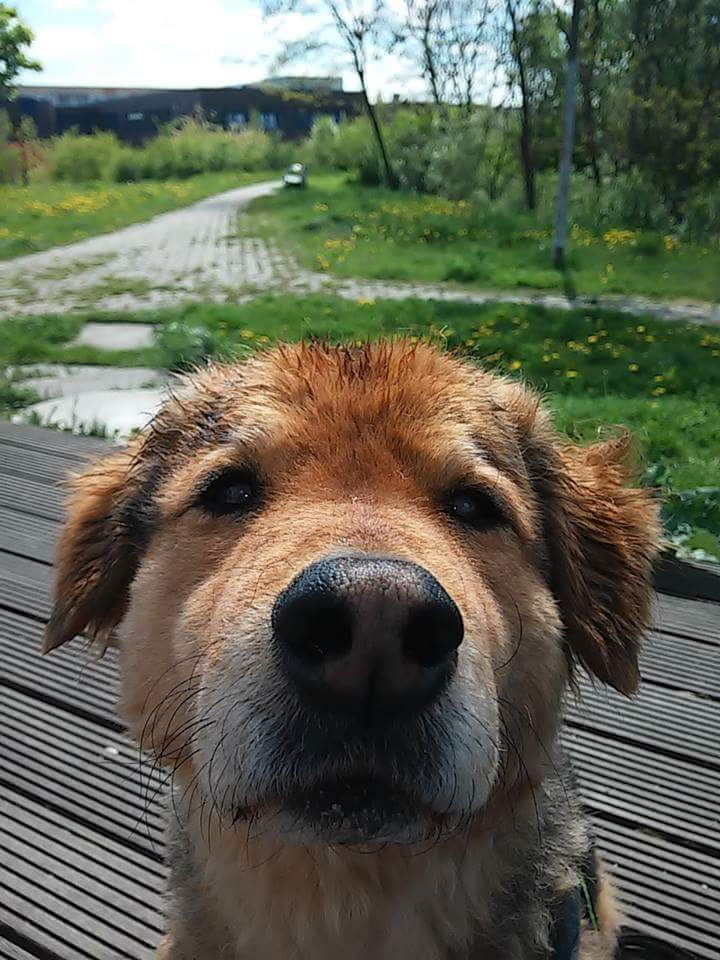 Odin (Chow Chow, Deutscher Schäferhund) Chow Chow Deutscher Schäferhund 