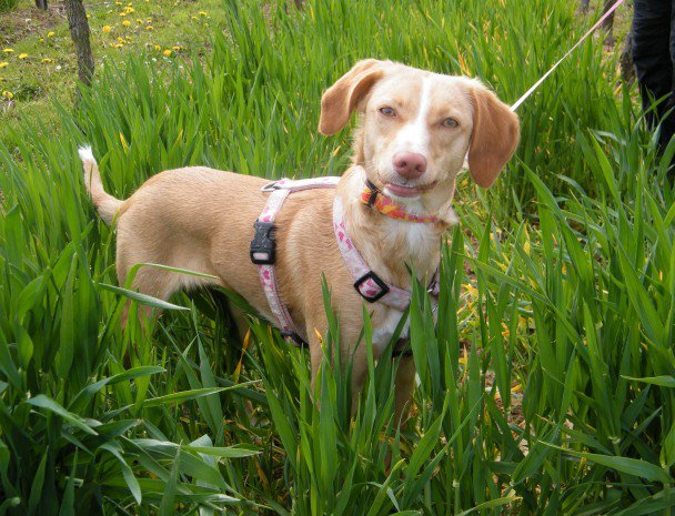 Nona (Podenco, Unbekannt) Podenco Unbekannt 