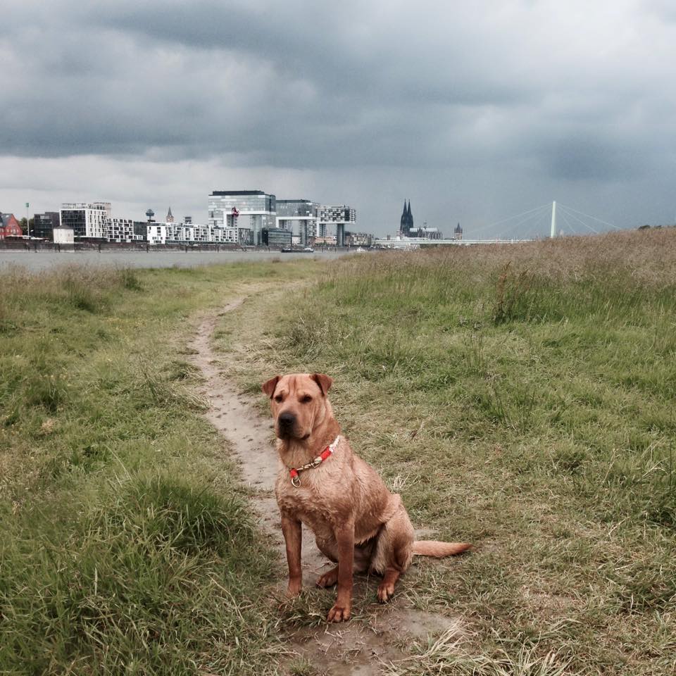 Lexy (Labrador, Magyar Vizsla, Shar Pei) Labrador Magyar Vizsla Shar Pei 