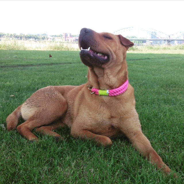 Lexy (Labrador, Magyar Vizsla, Shar Pei) Labrador Magyar Vizsla Shar Pei 