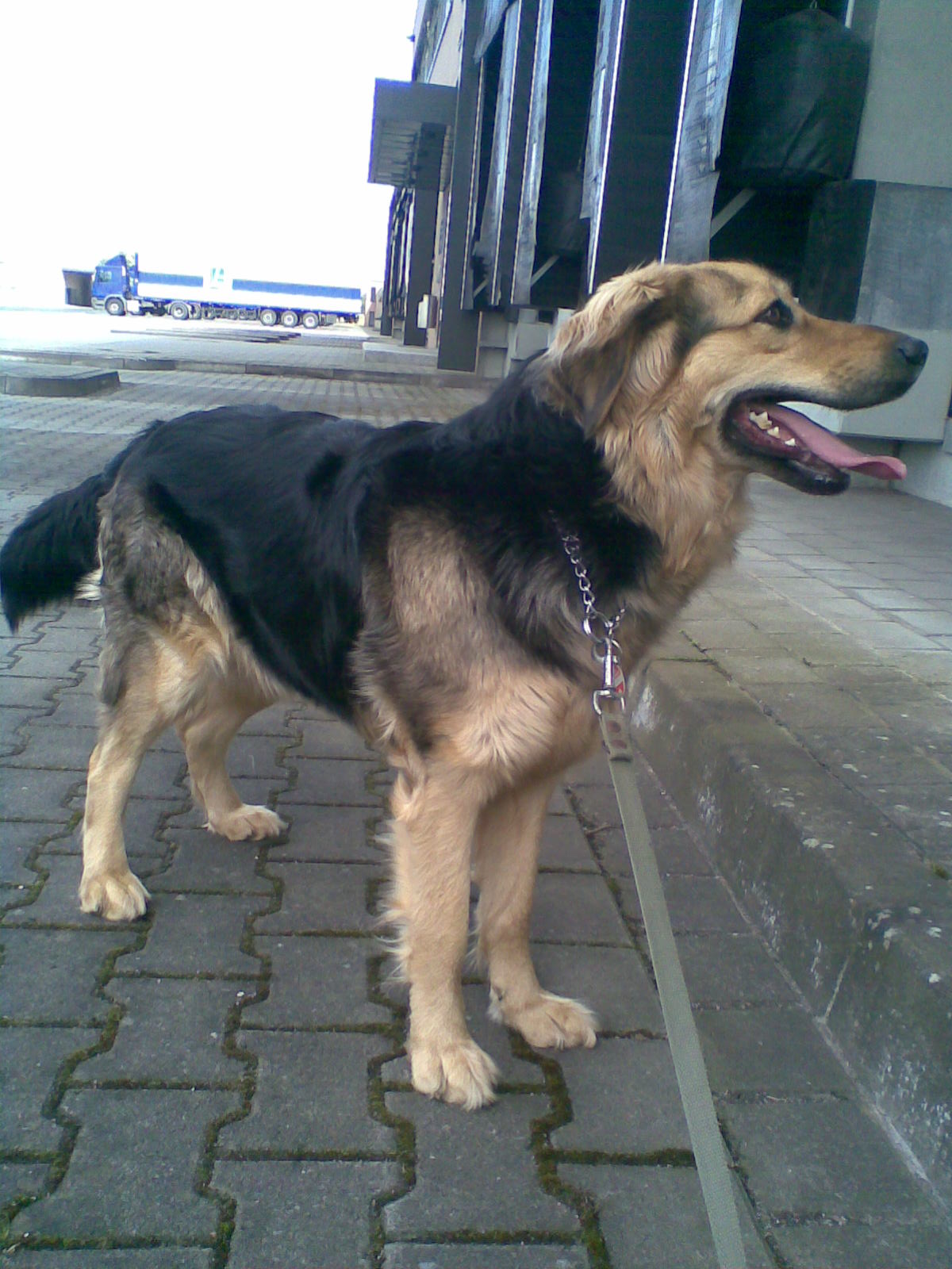 Cleo (Berner Sennenhund, Kaukasischer Owtscharka) Berner Sennenhund Kaukasischer Owtscharka 