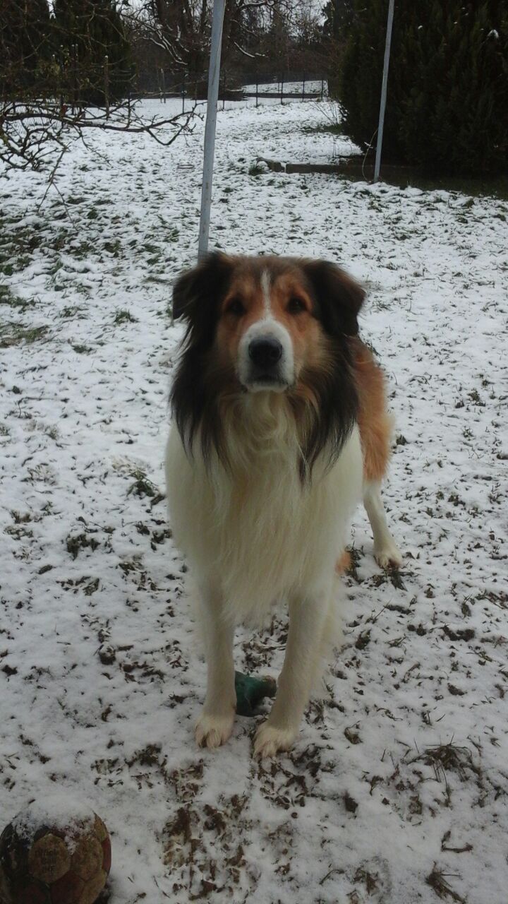 Lucky (Australian Shepherd, Collie) Australian Shepherd Collie 