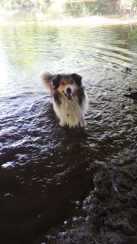 Lucky (Australian Shepherd, Collie) Australian Shepherd Collie 