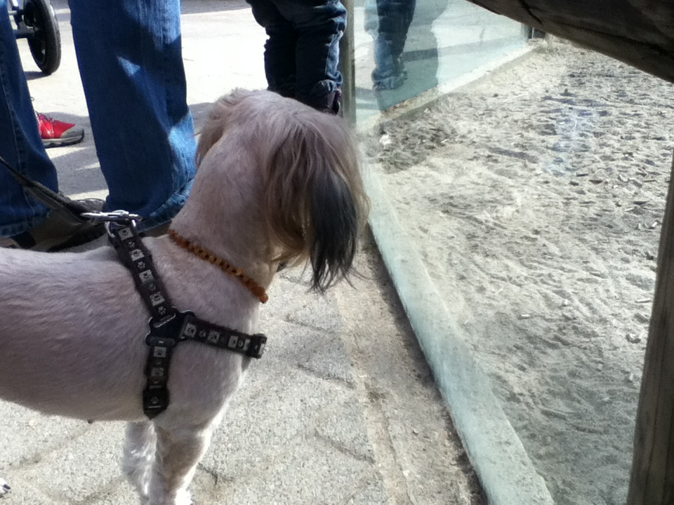 Jule (Lhasa Apso, Yorkshire Terrier) Lhasa Apso Yorkshire Terrier 