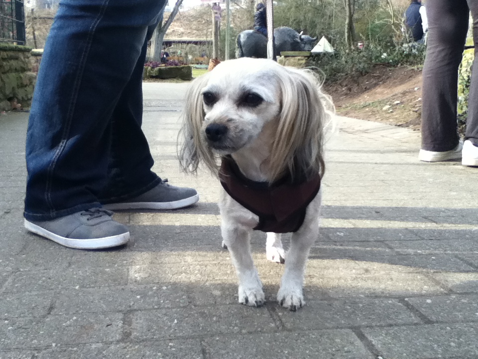 Jule (Lhasa Apso, Yorkshire Terrier) Lhasa Apso Yorkshire Terrier 