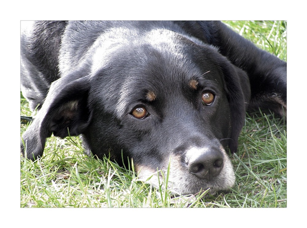 Jona (Berner Sennenhund, Labrador) Berner Sennenhund Labrador 