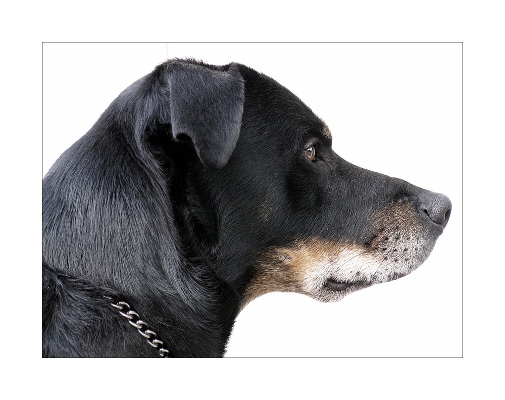 Jona (Berner Sennenhund, Labrador) Berner Sennenhund Labrador 