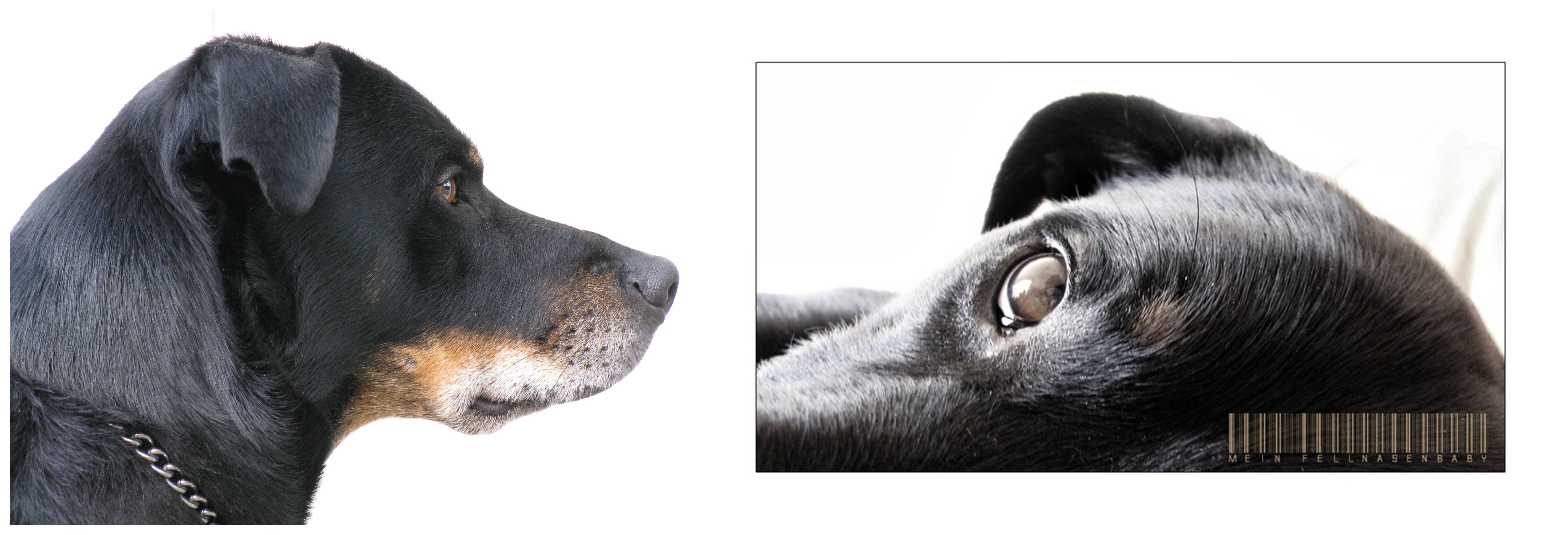 Jona (Berner Sennenhund, Labrador) Berner Sennenhund Labrador 