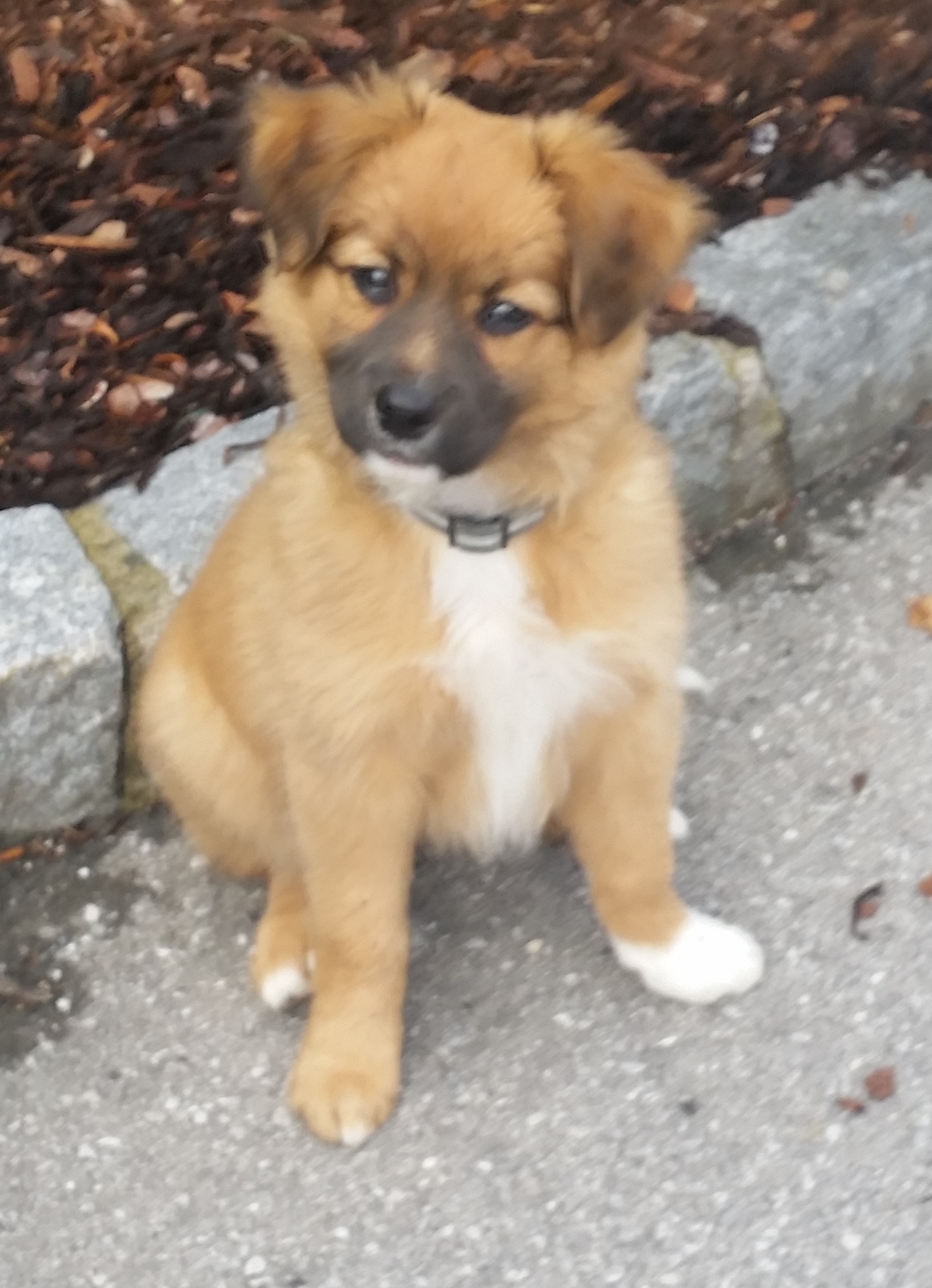 Luckyloup (Australian Shepherd, Berner Sennenhund, Border Collie) Australian Shepherd Berner Sennenhund Border Collie 