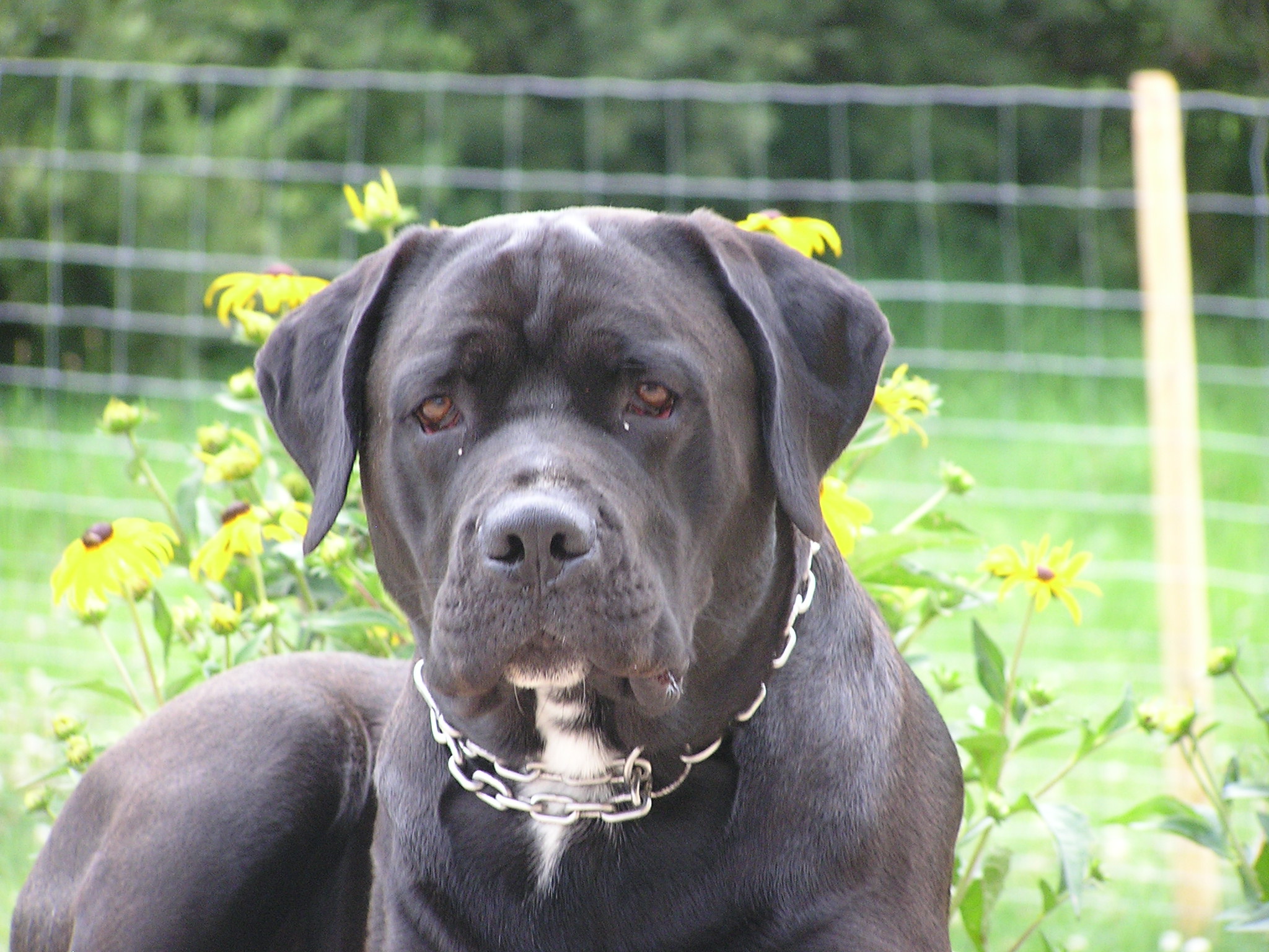 Ben (Cane Corso, Grosser Schweizer Sennenhund) Cane Corso Grosser Schweizer Sennenhund 