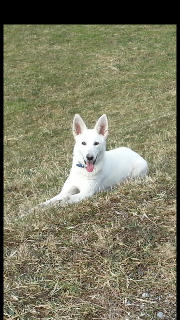 Blanca (Weisser Schweizer Schäferhund, Unbekannt) Unbekannt Weisser Schweizer Schäferhund 