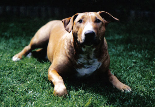 Max (Bullterrier, Staffordshire Terrier) Staffordshire Terrier 