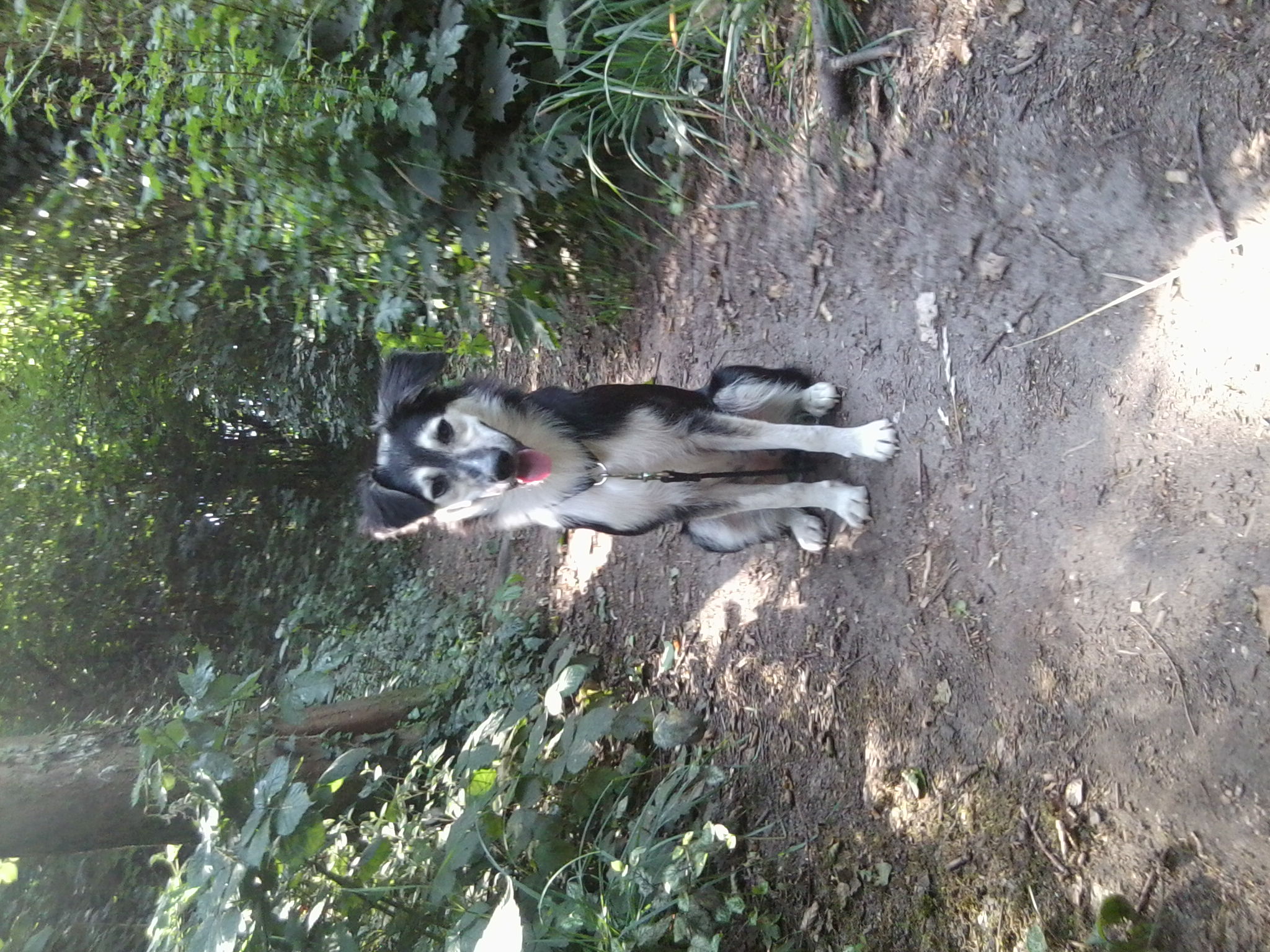 Fly (Australian Shepherd, Siberian Husky) Australian Shepherd Siberian Husky 