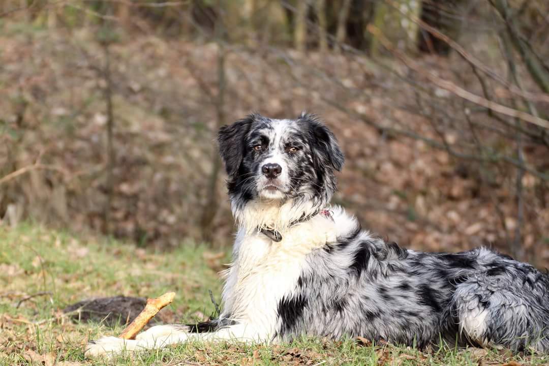 Murphy (Australian Shepherd, Münsterländer) Australian Shepherd Münsterländer 