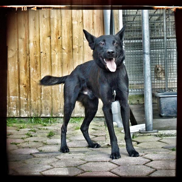 Sahib (Australian Kelpie, Belgischer Schäferhund, Deutscher Schäferhund) Australian Kelpie Belgischer Schäferhund Deutscher Schäferhund 