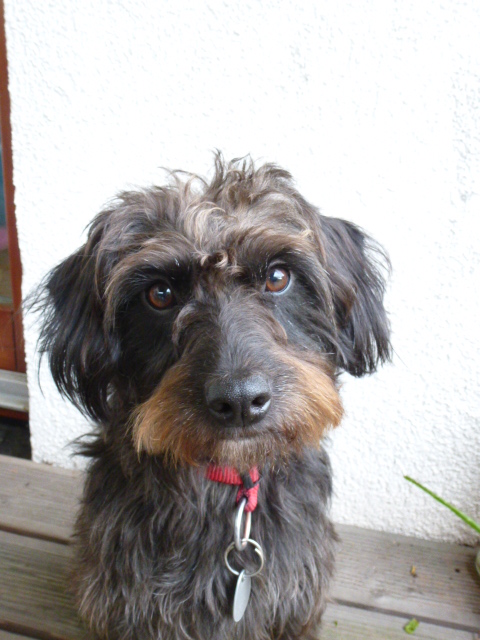 Adia (Berner Sennenhund, Deutsche Dogge, Malteser, Pudel) Berner Sennenhund Deutsche Dogge Malteser Pudel 