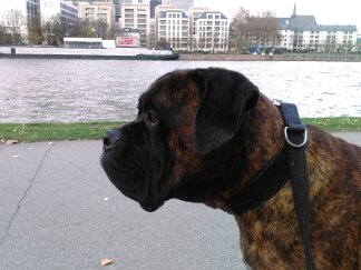 Thiago (Bullmastiff, Unbekannt) Bullmastiff Unbekannt 