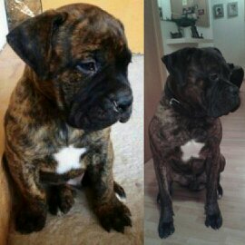 Thiago (Bullmastiff, Unbekannt) Bullmastiff Unbekannt 