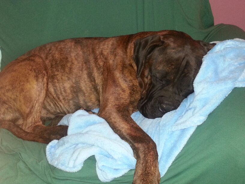 Thiago (Bullmastiff, Unbekannt) Bullmastiff Unbekannt 