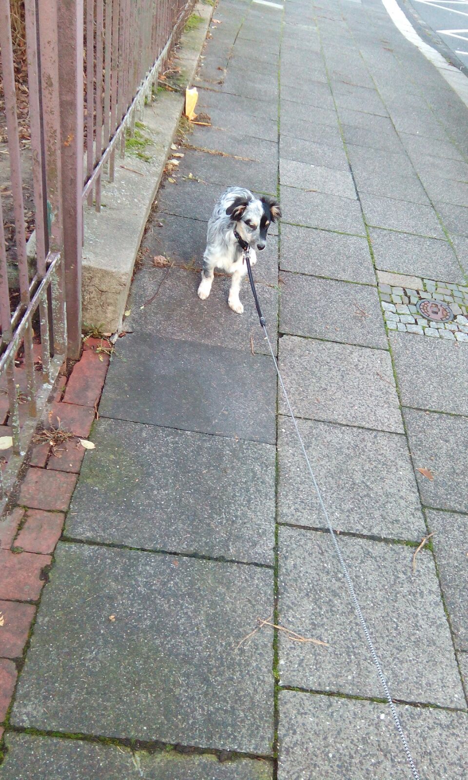 Buddy (Unbekannt) Unbekannt 