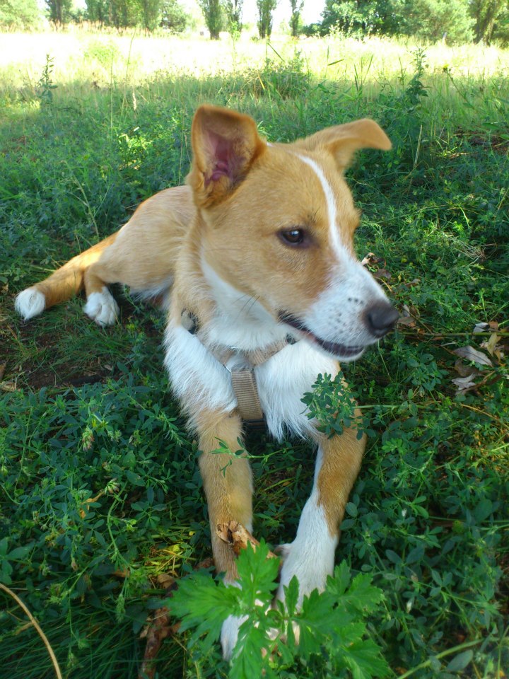 Karlchen (Amerikanischer Staffordshire Terrier, Podenco) Amerikanischer Staffordshire Terrier Podenco 