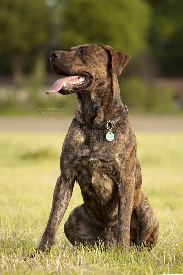 Kenny (Deutscher Boxer, Deutscher Schäferhund) Deutscher Boxer Deutscher Schäferhund 