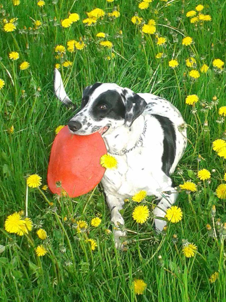 Nemo (Australian Shepherd, Dalmatiner) Australian Shepherd Dalmatiner 