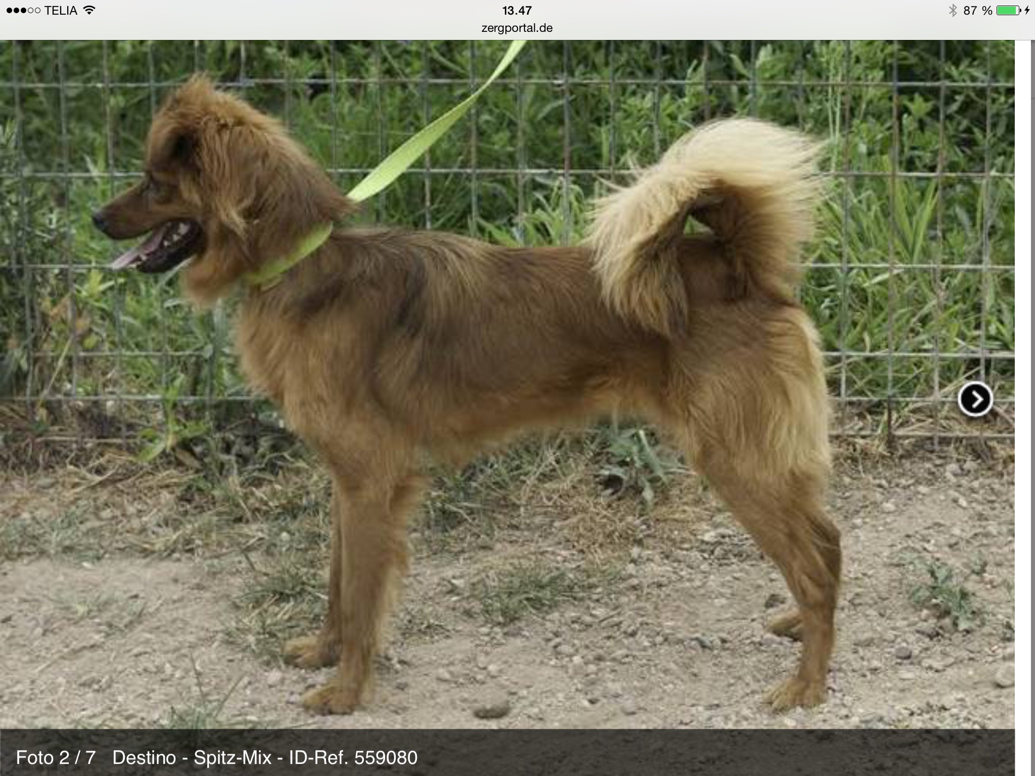 Destino (Pyrenäenberghund, Ratonero Bodeguero Andaluz, Tibet-Spaniel) Pyrenäenberghund Ratonero Bodeguero Andaluz Tibet-Spaniel 