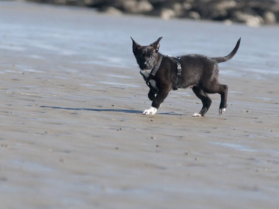 Gustav (Deutscher Schäferhund, Labrador, Münsterländer) Deutscher Schäferhund Labrador Münsterländer 