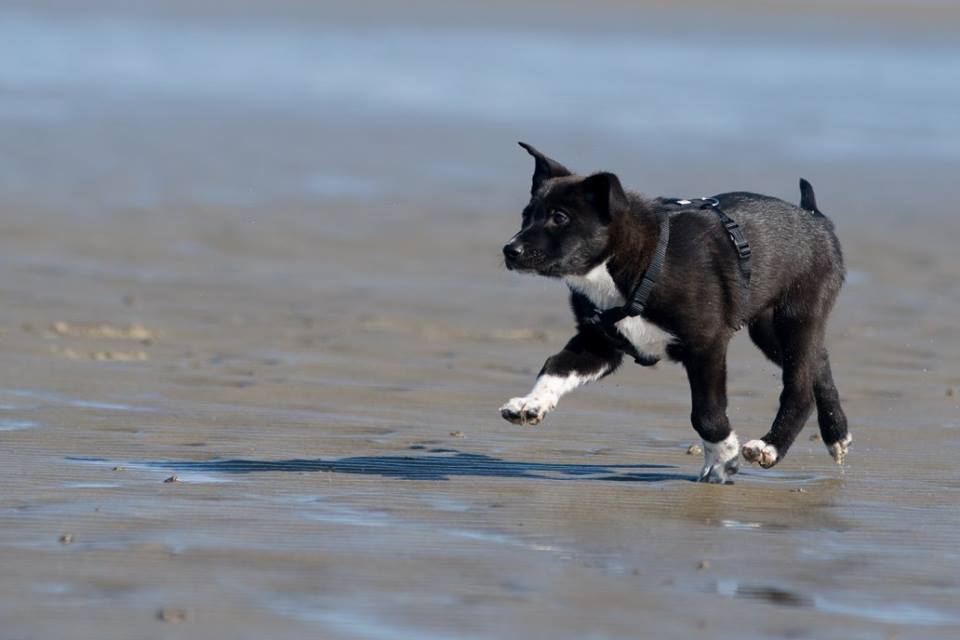 Gustav (Deutscher Schäferhund, Labrador, Münsterländer) Deutscher Schäferhund Labrador Münsterländer 