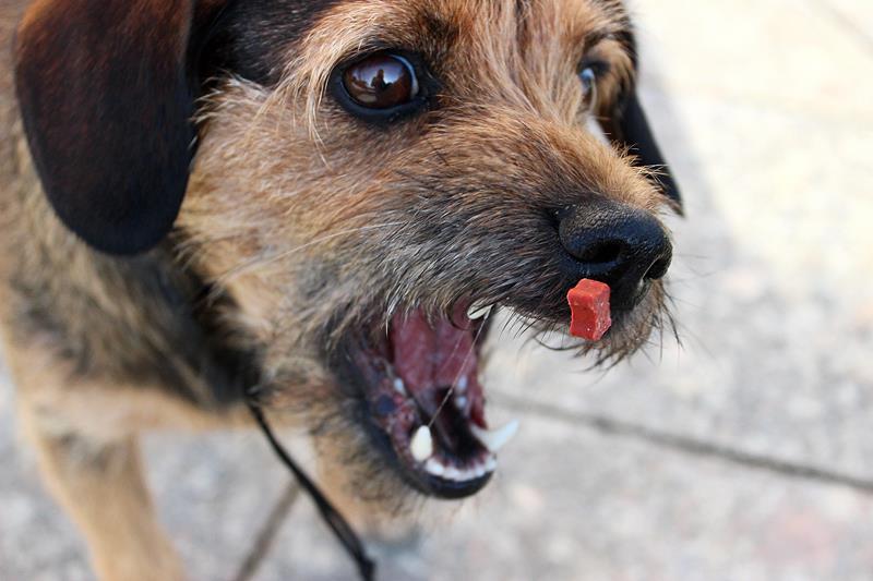 Elli (Cairn Terrier, Cavalier King Charles Spaniel) Cairn Terrier Cavalier King Charles Spaniel 