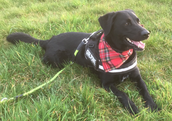 Darka Border Collie Labrador Munsterlander Meinmischling De