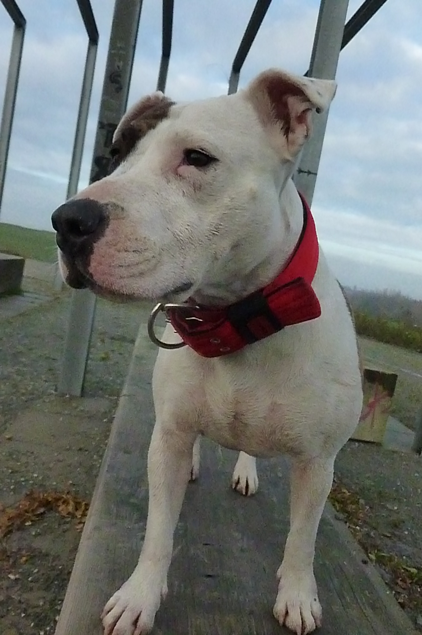 Sari (Bullterrier, Olde English Bulldogge) Bullterrier Olde English Bulldogge 