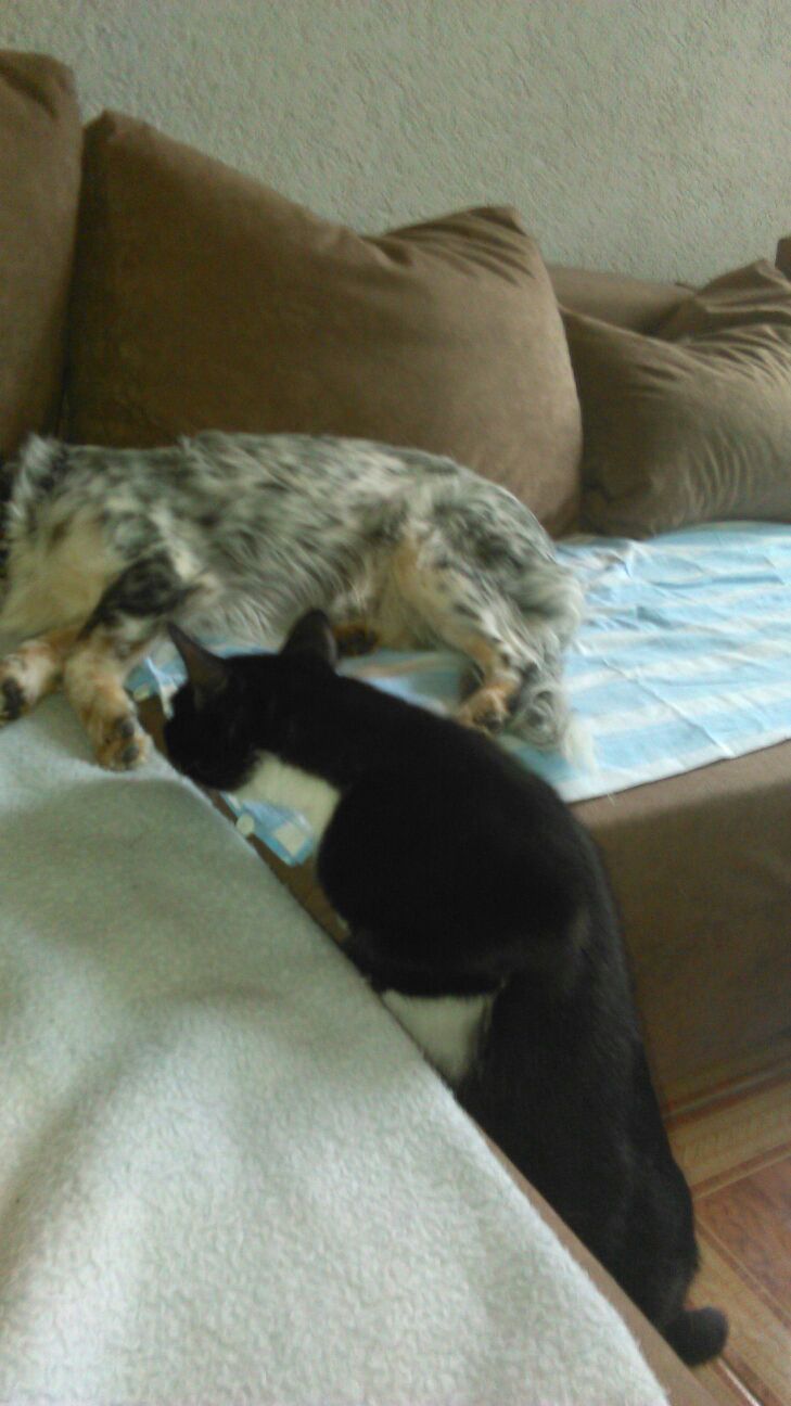 Buddy (Dackel, Miniature Australian Shepherd) Dackel Miniature Australian Shepherd 